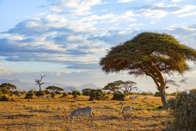 Het "ware Afrika gevoel" - Amboseli National Park