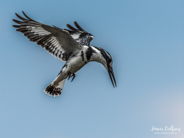 Bonte IJsvogel - Lake Naivasha