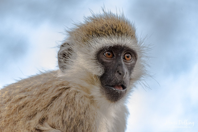 Groene Meerkat (Vervetaap) - Lake Naivasha