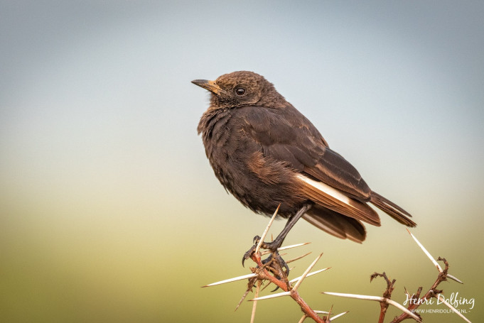 Een GBV (=gewoon bruin vogeltje) - Lake Nakuru National Park