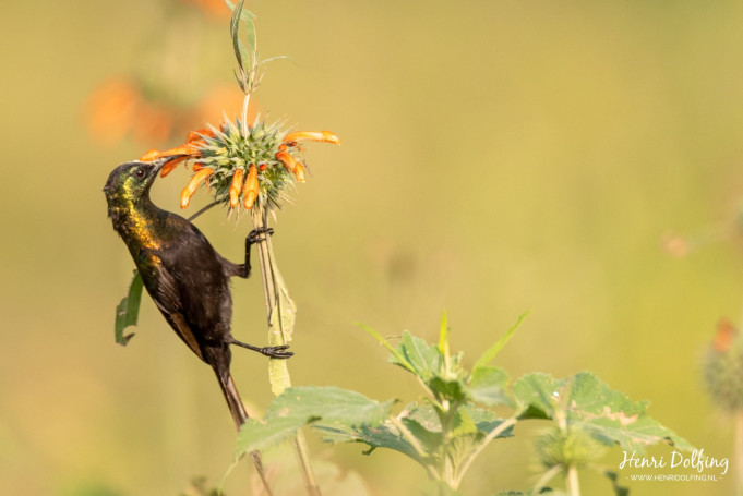 Marico Honingzuiger - Lake Nakuru National Park