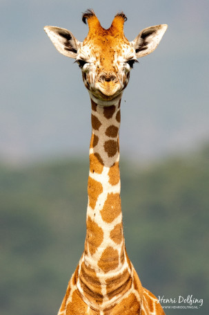 Rothschild giraffe - Lake Nakura Park