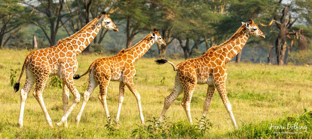 Rothschildgiraffen - Lake Nakuru Park