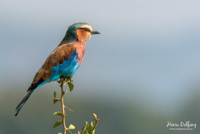 Vorkstaartscharrelaar (Lilac Breasted Roller) - Lake Nakuru National Park