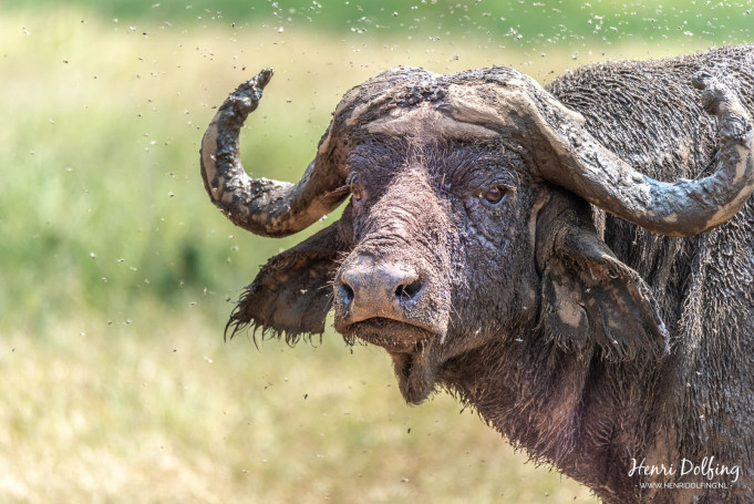 Waterbuffel - Lake Naivasha National Park