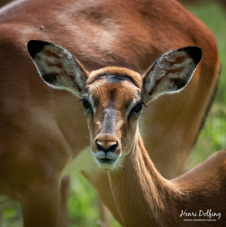 Impala - Lake Naivasha National Park