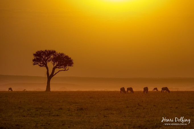 Zonsopkomst Serengeti