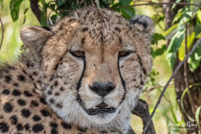 Cheetah Jachtluipaard - Masai Mara Park