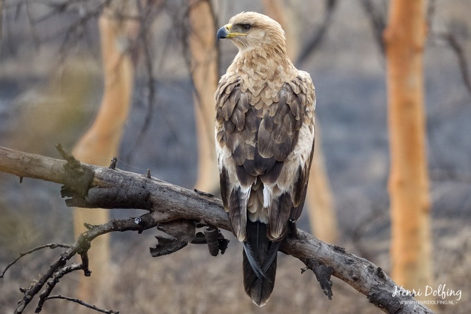 Arend - Serengeti