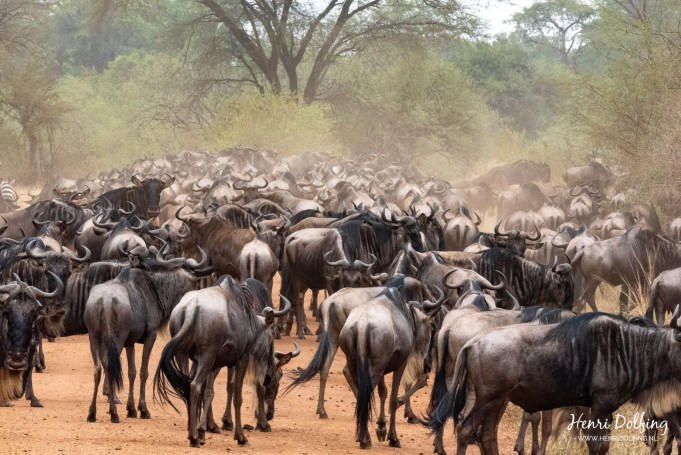Moed verzamelen voor de grote Gnoe oversteek over de Masai Mara Rivier