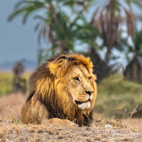 Bejaarde leeuw overziet de omgeving - Serengeti