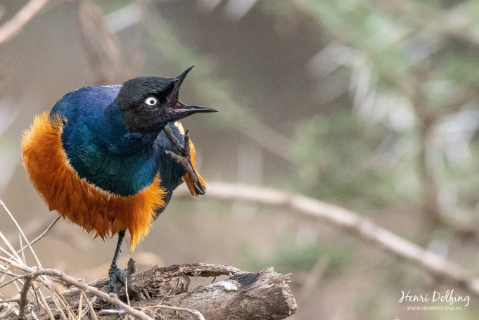 Hildebrandt's Glansspreeuw