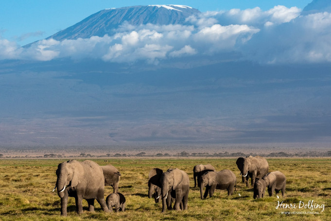 De Kilimanjaro vanuit het Amboseli