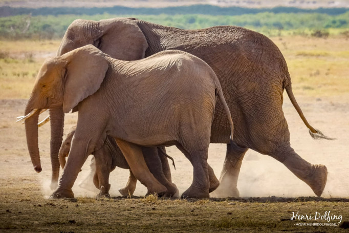 Olifantengezin - Amboseli Park