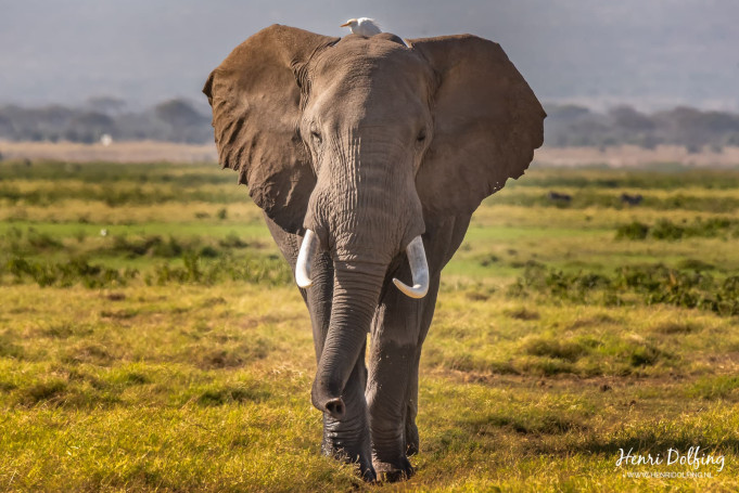 Keniaanse olifant - Amboseli Park