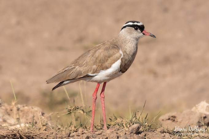 Diadeemkievit (Vanellus Coronatus)