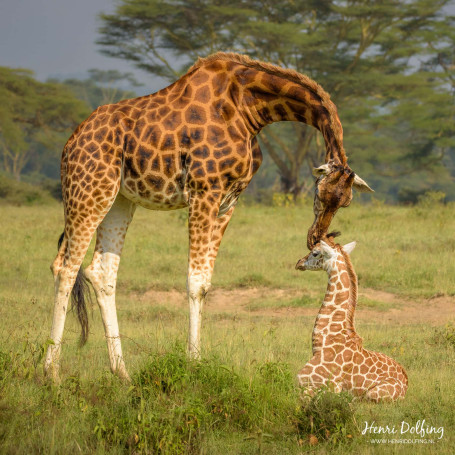 Rothschild giraffe met jong - Lake Nakura Park