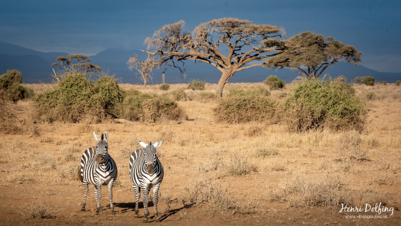 Het "Afrika gevoel" met een lachende zebra
