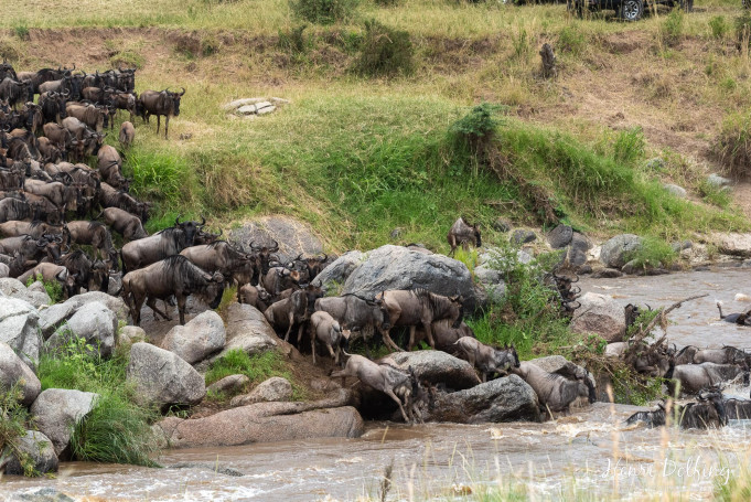 Gnoe Crossing - Masai Mara rivier