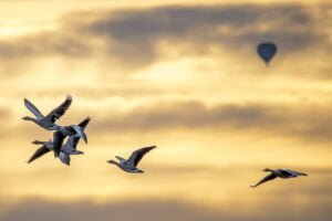 netherlands-roegwold